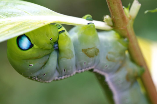 Worm close up
