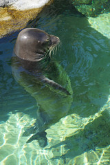 アザラシの立泳ぎ  ワイキキ水族館