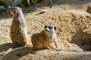 Fototapeta premium Meerkat (Suricata suricatta)