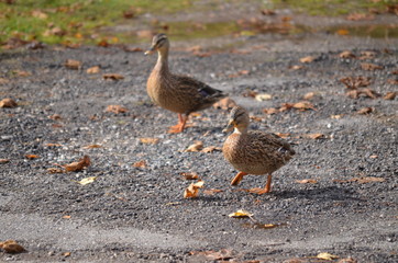 Enten auf einem Weg