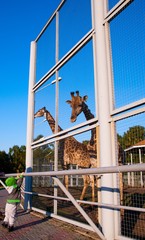 Маленький мальчик тянется к жирафу в зоопарке