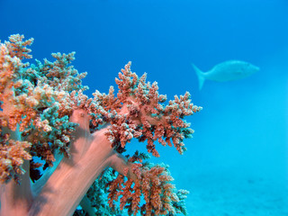 coral reef with soft coral in tropical sea , underwater