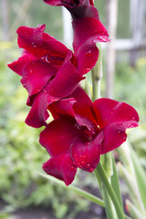 Red gladiolus in drops of water close-up