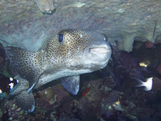 Porcupine pufferfish © Pierluigi Leggeri