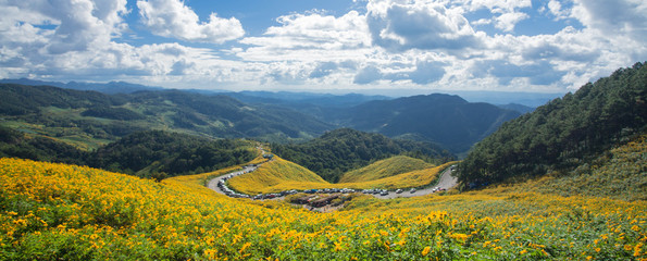 Mexican sunflower flower season in the of Thailand