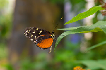 butterfly on leave