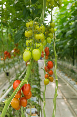 tomatoes in greenhouse