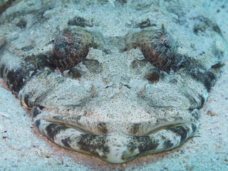 crocodile fish closeup