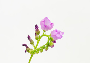 Blüte vom Kapsonnentau isoliert (Fleischfressende Pflanze)