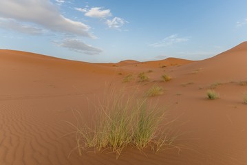 grass in the moroccan desert