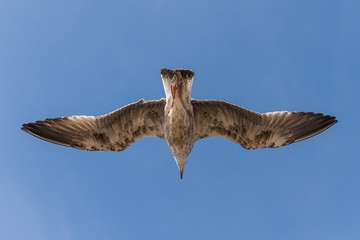 close up of a gull