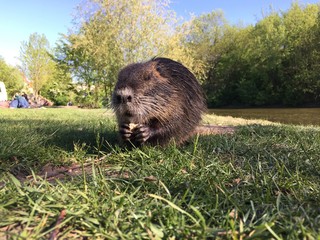 Nutria