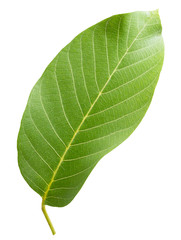 Fototapeta na wymiar walnut leaf isolated on the white background