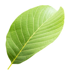 walnut leaf isolated on the white background