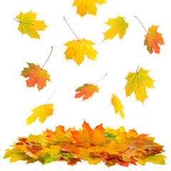 Naklejka na ściany i meble Red and yellow maple leaves. Autumn fall