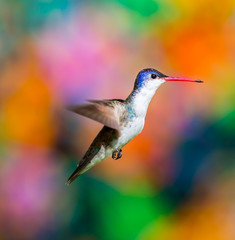 Fototapeta premium Broad billed Hummingbird. Hummingbird art and crafts. This is a new line of shots using a multicolored background to show the beauty of the bird to a new level.