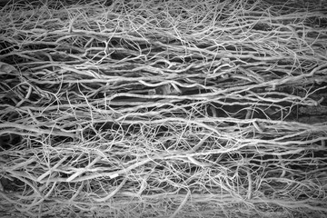 Root plant backgrond