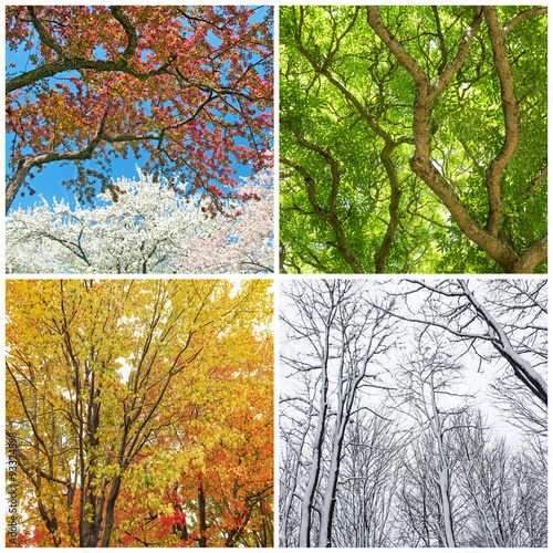 Trees in spring, summer, autumn and winter