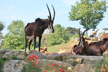 Animaux d'Afrique