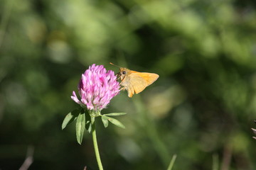 Papillon sur fleur de trèfle