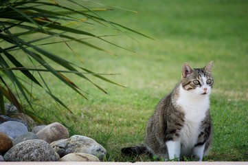 Chat dans la nature