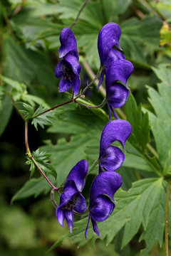 aconito a pannocchia (aconitum degeni)