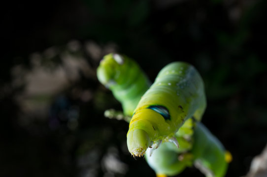 Green butterfly worm