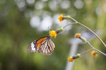 Butterflies are nectar from flowers