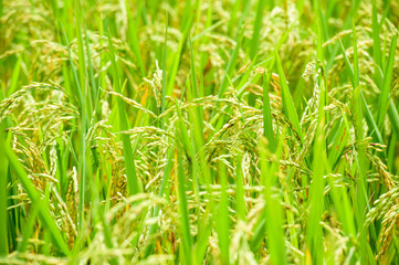 Obraz premium Rice fields on terraced in rainny season at SAPA, Lao Cai, Vietn