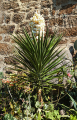 Petit yucca en fleur