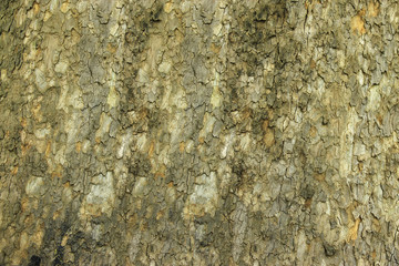 The texture of tree bark