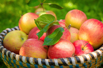 Organic apples in basket, apple orchard, fresh homegrown produce