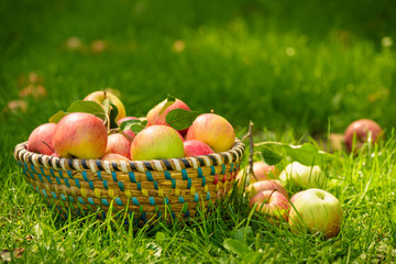 Organic apples in basket, apple orchard, fresh homegrown produce