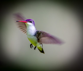 Fototapeta premium Violet Crowned Hummingbird. Using different backgrounds the bird becomes more interesting and blends with the colors. These birds are native to Mexico and brighten up most gardens where flowers bloom.
