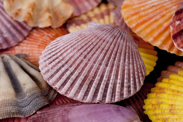 collection of various colorful seashells , close up