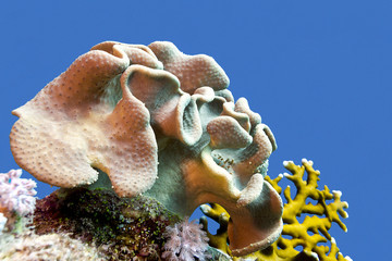 Fototapeta na wymiar coral reef with soft coral in tropical sea , underwater