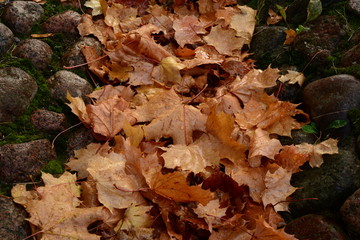 Deepening the cobblestones in the wet autumn maple leaves