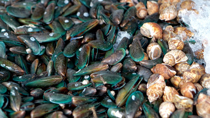 mussels and spotted babylons freeze on ice, fresh seafood