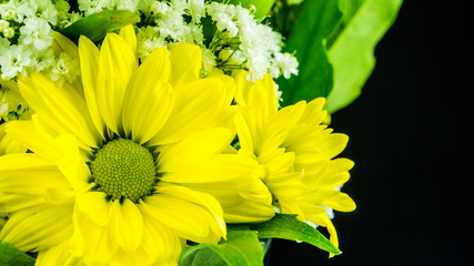 yellow flowers on black background