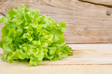 Green Oak Lettuce © Masato