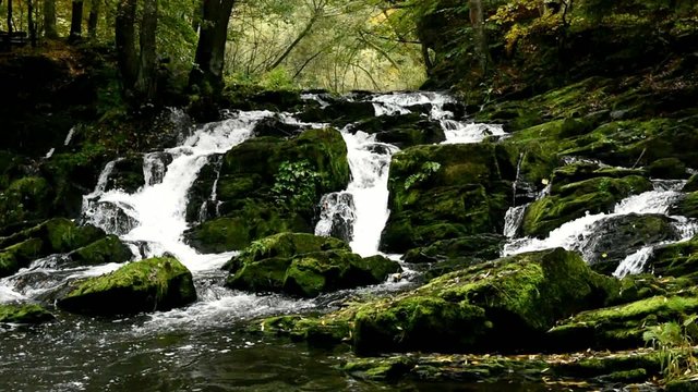 Selkefall
