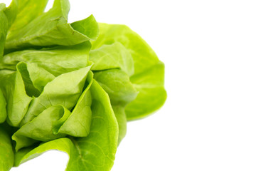 Cos lettuce