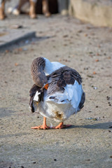 Gans bei der Federpflege