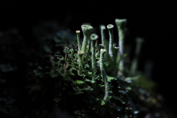 macro fungus mushroom naturally in wood