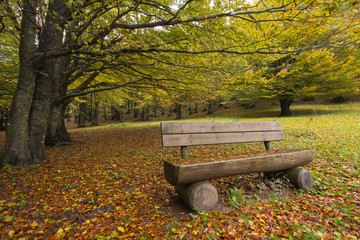 Paesaggio autunnale con una panchina