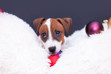 Jack Russell Terrier with Christmas baubles