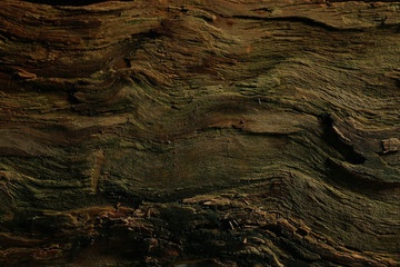 wood background texture old tree