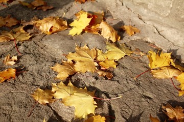 Fallen leaves.
