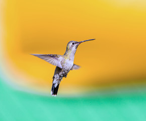 Broad billed Hummingbird. Hummingbird art and crafts. This is a new line of shots using a multicolored background to show the beauty of the bird to a new level.