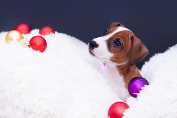 Jack Russell Terrier with Christmas baubles